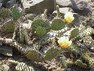 Opuntia
